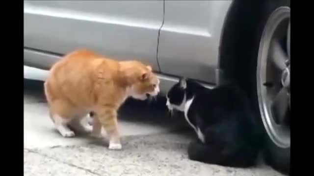 Fanny cats.