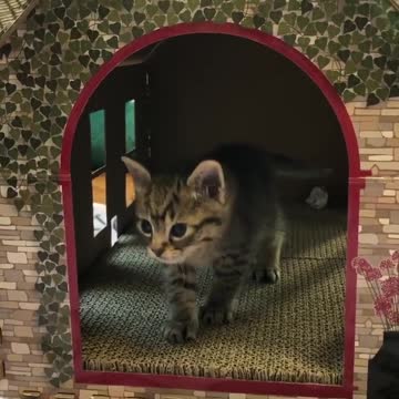 Grey Cat With Blue Eyes