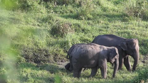 Elephant family