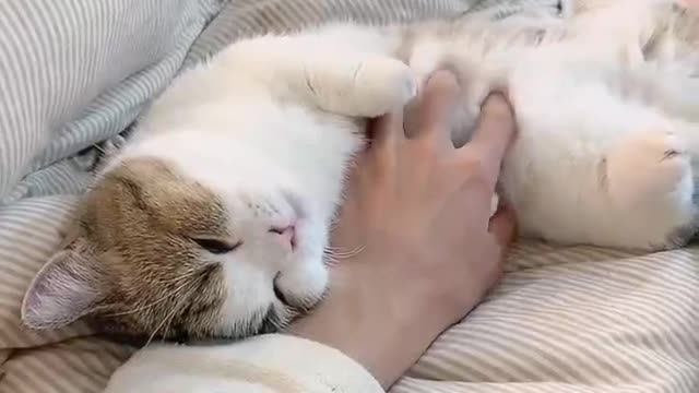 kitten hand warmer fluffy warm