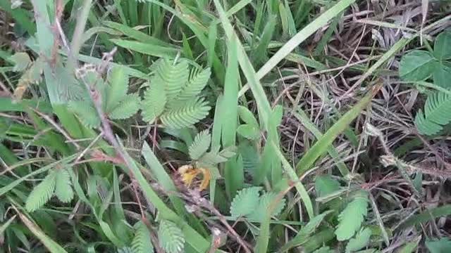 Who said plants are not alive?