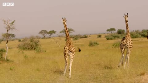 Giraffes Taken to Safety from Oil Site | Saving Giraffes Part 2 | Africa's Gentle Giants | BBC Earth