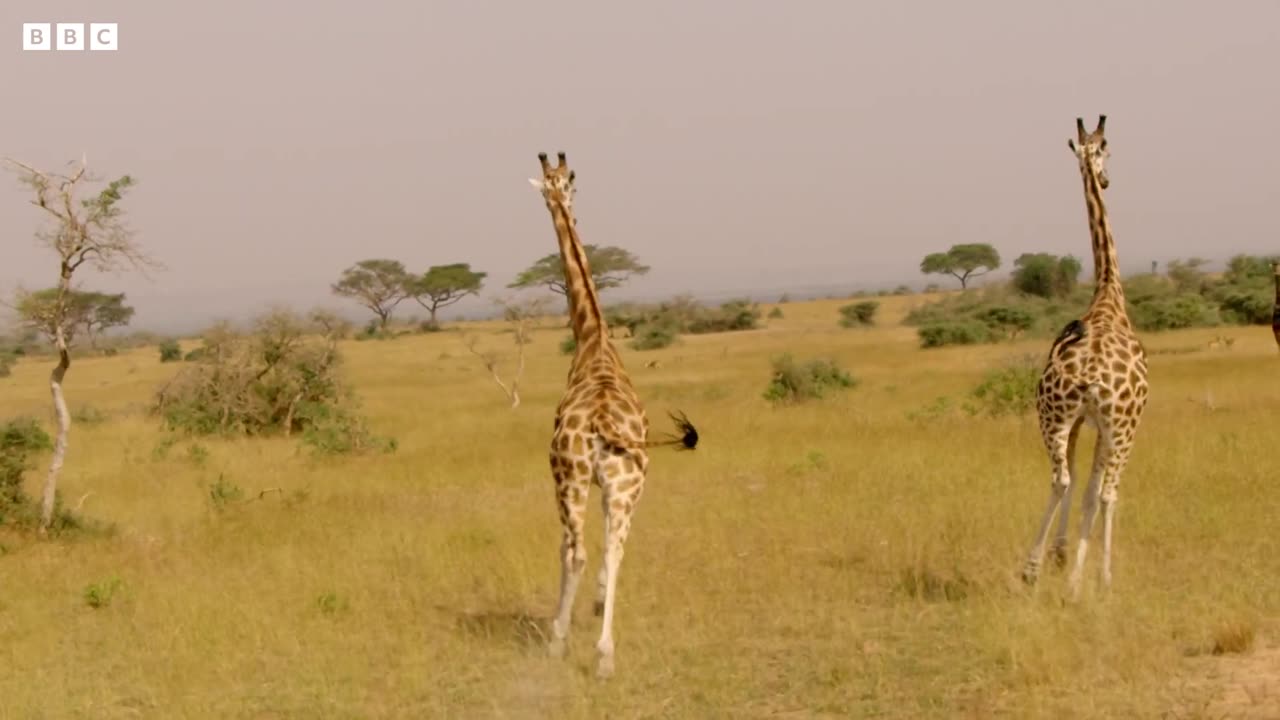 Giraffes Taken to Safety from Oil Site | Saving Giraffes Part 2 | Africa's Gentle Giants | BBC Earth