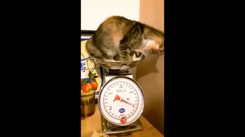 The smart cat funny video