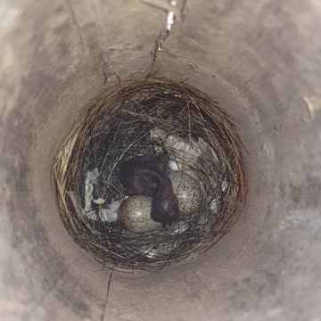 Humming bird found amazing place for the babies.