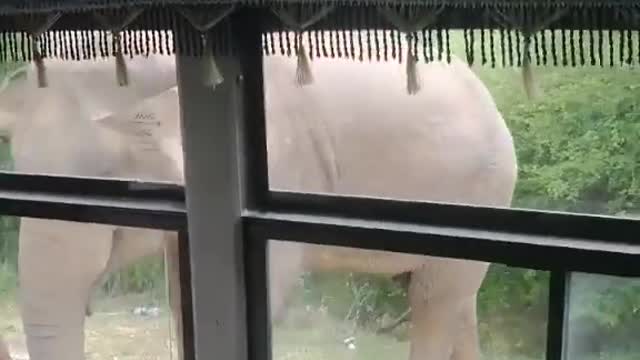 Wild Elephant attack to the vehicle