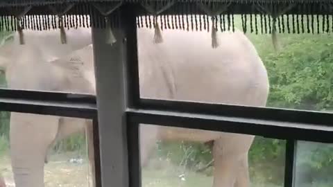 Wild Elephant attack to the vehicle