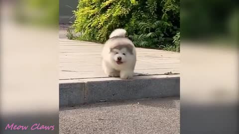 Cute Baby Alaskan Malamute