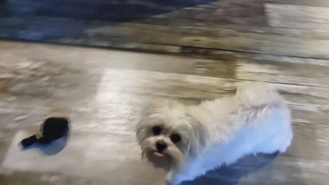 Maltipoo in a Hurry to Get His Toys From the Dryer