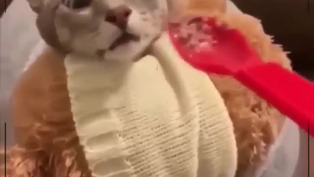 fluffy cat and its reactions