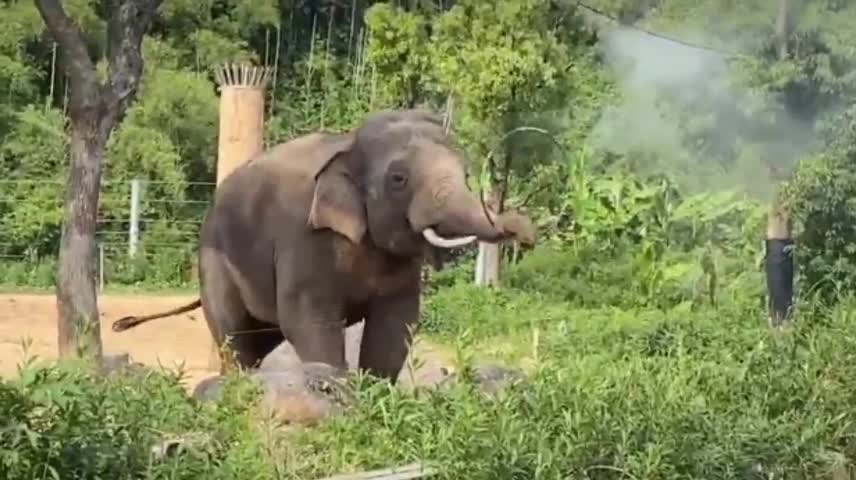 Elephants play with hula hoops