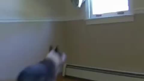 Funny animal videos 🤣🤣🤣