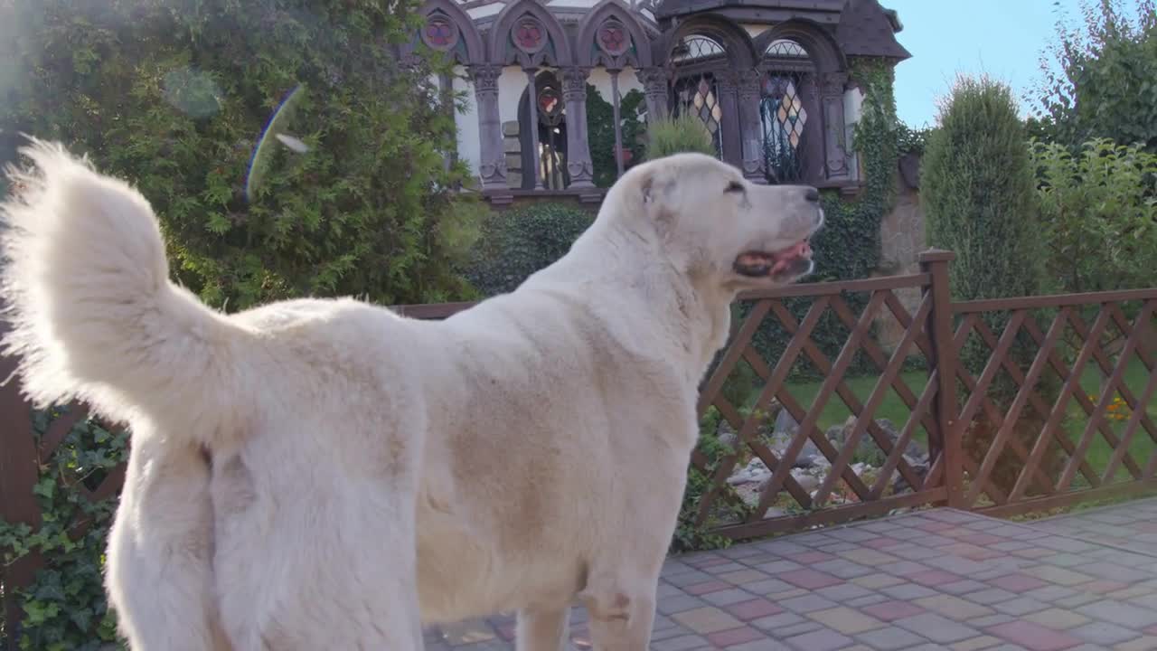 Happy big cute friendly pet dog wagging his tail