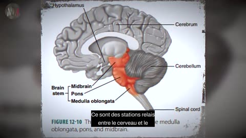 Connaissance alchimique du corps humain.