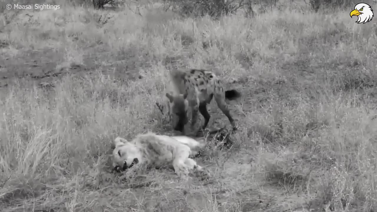 Crazy Fight Between Hyena And Lions