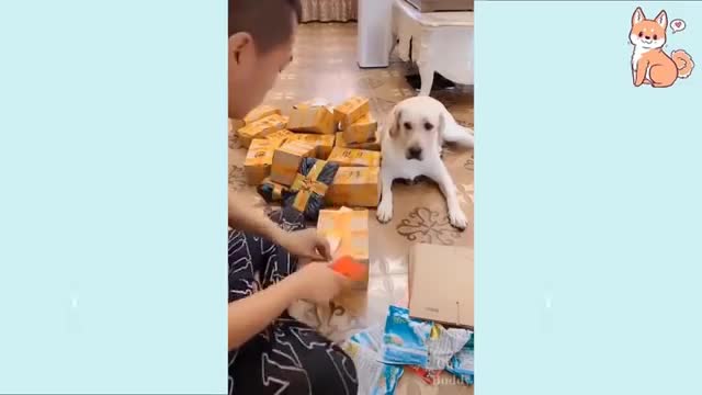 The dogs are so cute and smart they obey their owner reliably