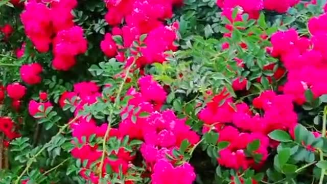 Beautiful roses, take pictures, wish you a happy weekend