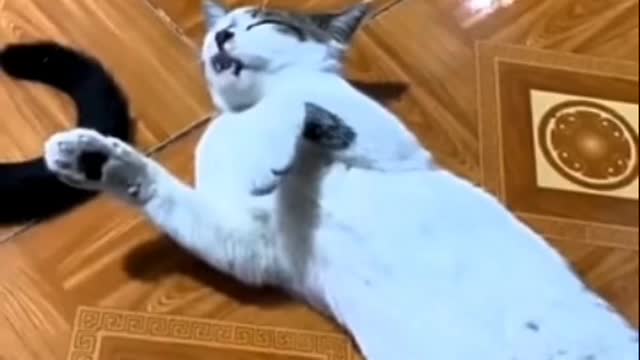 Funny 🤣cat 🐈 video