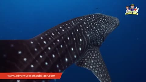 Whale Shark activity Booklet