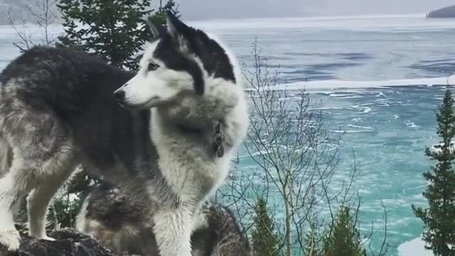Take the dog and go up the mountain to see the beautiful scenery