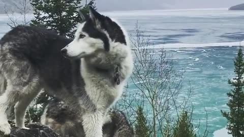 Take the dog and go up the mountain to see the beautiful scenery