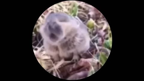 UNUSUAL MEMES COMPILATION