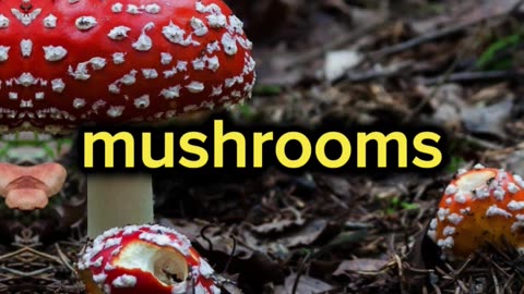 Do you eat mushrooms everyday? #health #wellness #shorts