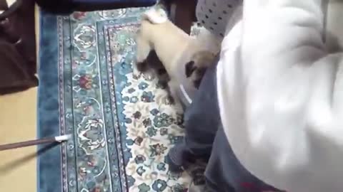 Top 10 Barking Video Compilations