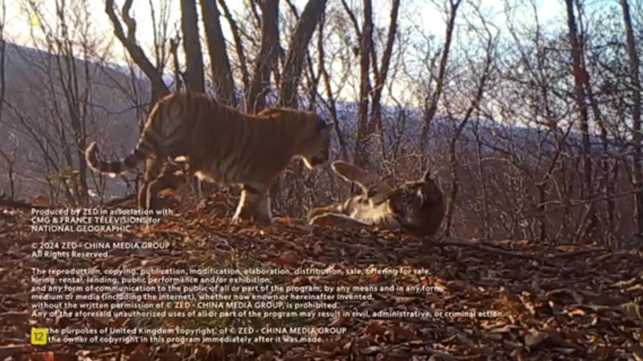 El reino secreto del tigre de Amur (2023) - Documental