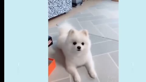 Funny puppy's video