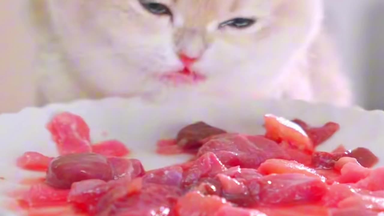 Cat Mukbang