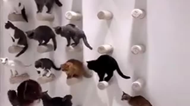 The Lined Cats