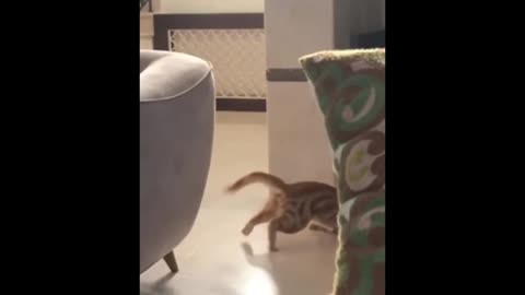 Cats Are Crazy😹-Funny And Cute Cat Videos 2021 | YUFUS