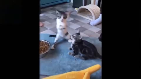 Cute kittens play together