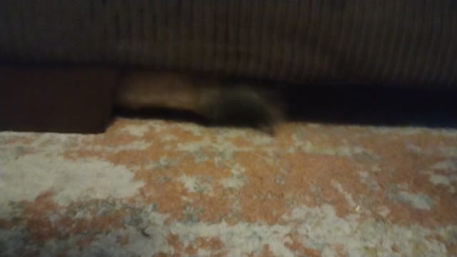 Ferret going crazy