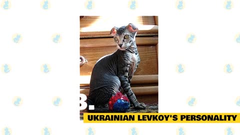 Ukrainian Levkoy Cats 101 Facts and Myths