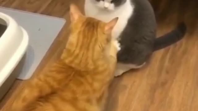 Kittens are fighting but I can't stop them
