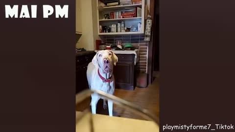 "You're Adopted" Funny Dogs Reaction 🤣 Try Not To Laugh 😆