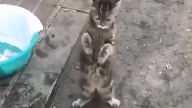 cat funny reaction videos