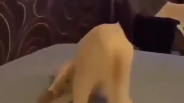 dog falling out of bed