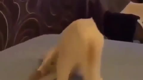 dog falling out of bed