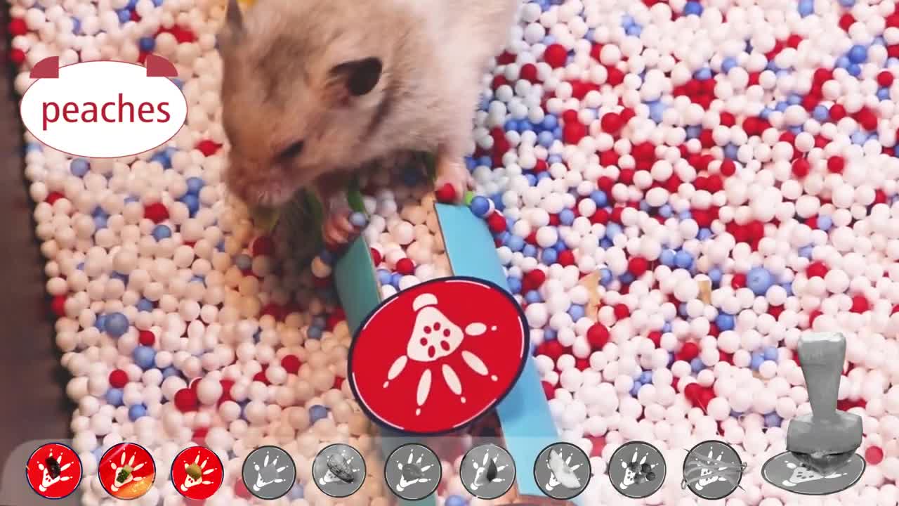 Cute Hamster Challenge with Food 🐹5 [Obstacle Course]