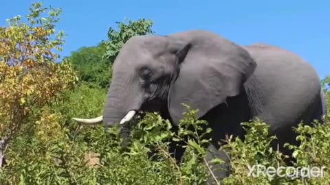 wildlife elephant 🐘 video# so funny video