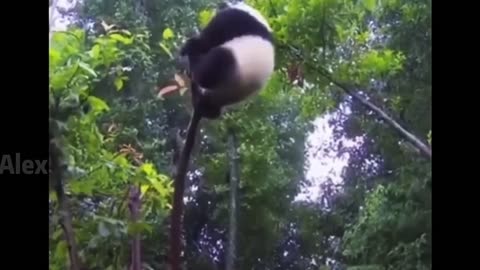 Giant Panda Baby Drinking Milk,