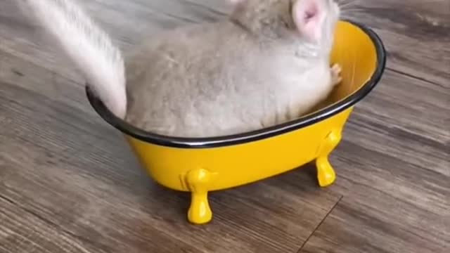 Chinchilla🐭 one amazing alternative animal to have as a pet