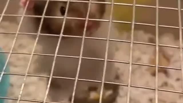Rat ready for revenge 😜😜😜😜😜😜😜😜😜😜😜😜😜😜😜😜