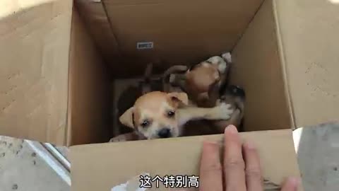 group of puppies