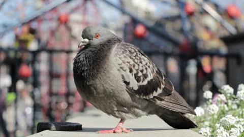 Focus Footage On Gray Bird Morning Day