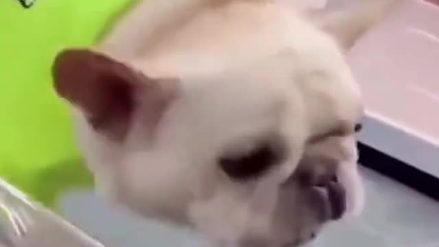 Top Funny Cute Dog Videos and TIKTOK Compilation #short # 6