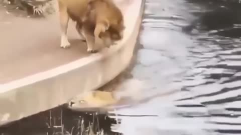 Lion jumping on water funny video 😂